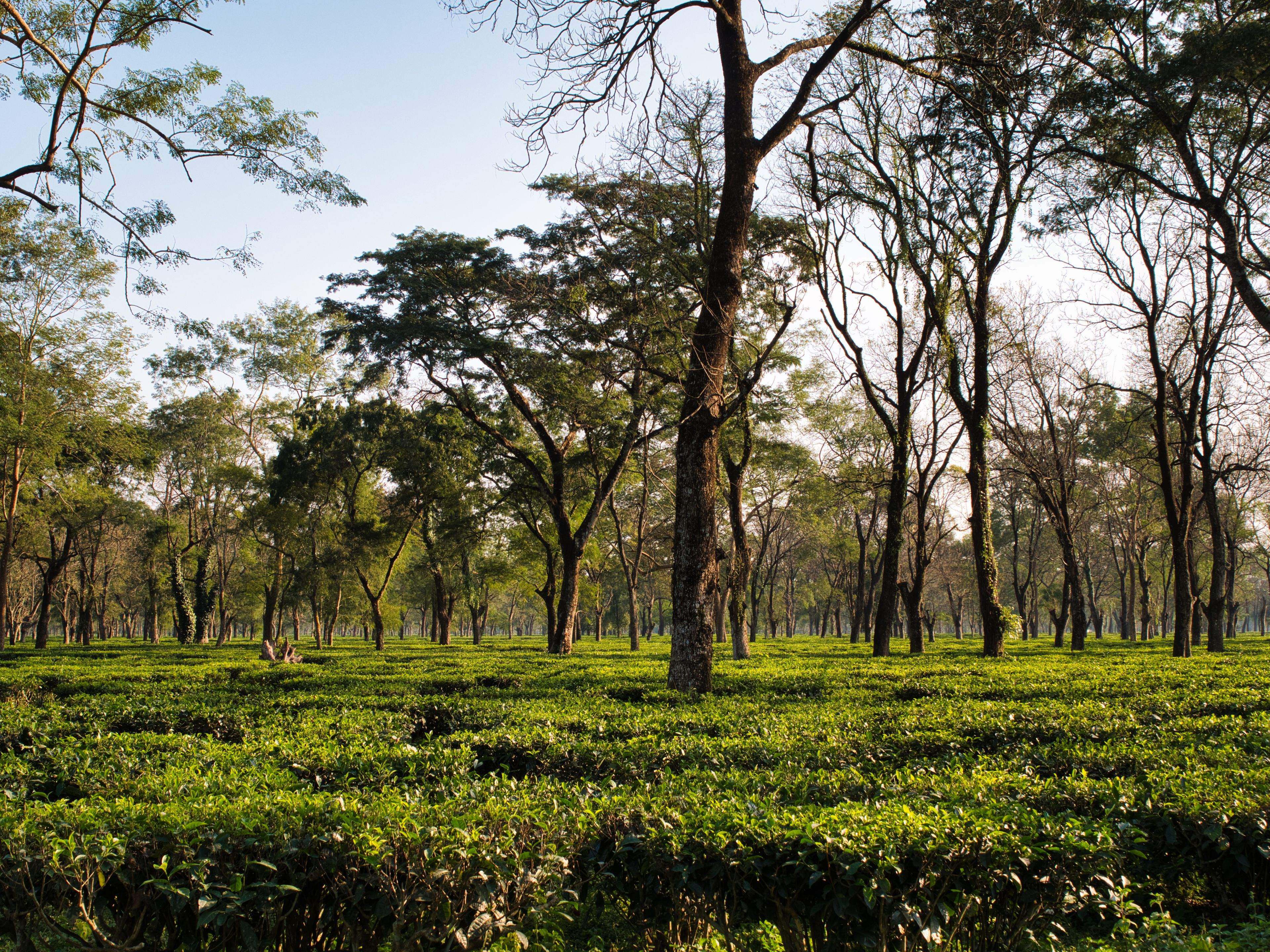 Assam tour photo 1 - Vinayak Holidays