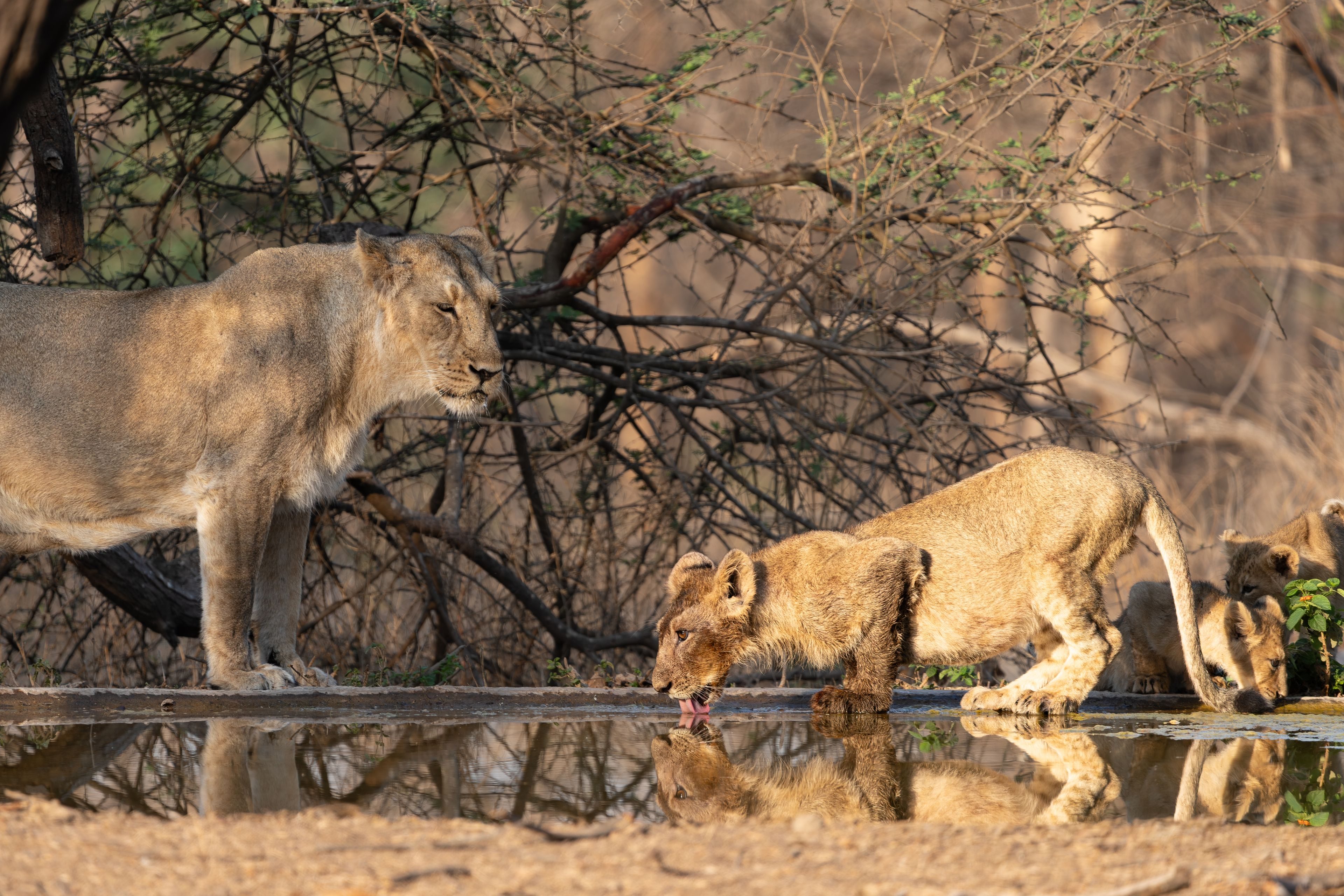 Gujarat tour photo 5 - Vinayak Holidays