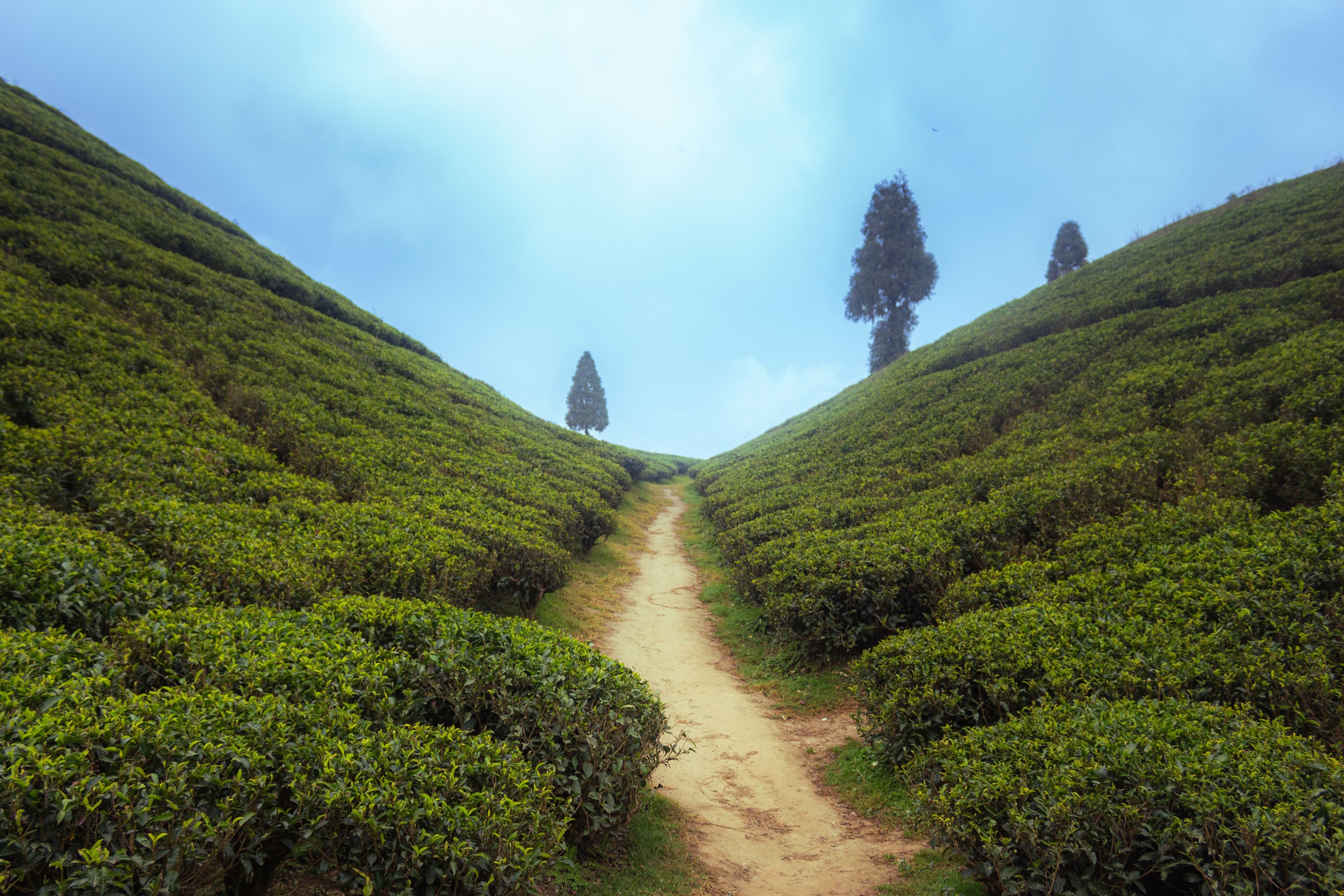 Sikkim & Darjeeling tour photo 2 - Vinayak Holidays