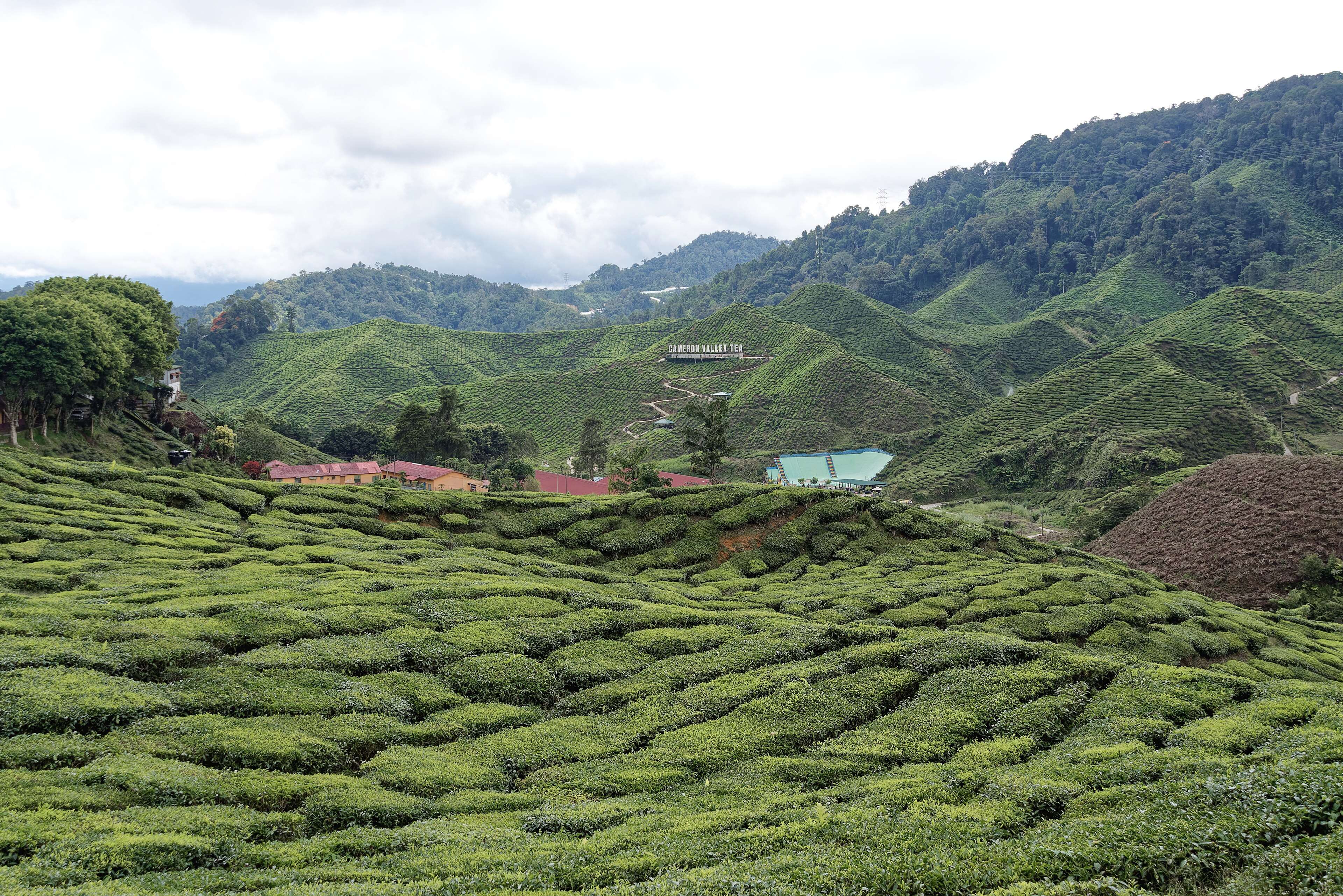 Malaysia tour photo 10